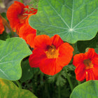 Vibrant orange Empress of India Nasturtium flowers with rounded green leaves growing in a garden.