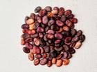 A pile of dried Bolivian Purple fava bean seeds in shades of deep purple, maroon, and tan on a textured white surface.