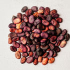 A pile of dried Bolivian Purple fava bean seeds in shades of deep purple, maroon, and tan on a textured white surface.