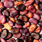 Close-up of dried Bolivian Purple fava beans with deep purple and tan skin textures.