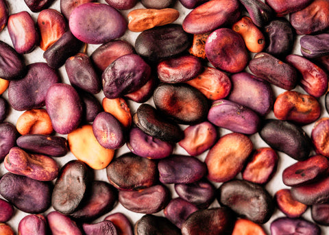 Bolivian Purple - Fava Bean Seeds