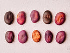 Ten Bolivian Purple fava bean seeds arranged in two rows on a textured white surface.