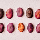 Ten Bolivian Purple fava bean seeds arranged in two rows on a textured white surface.