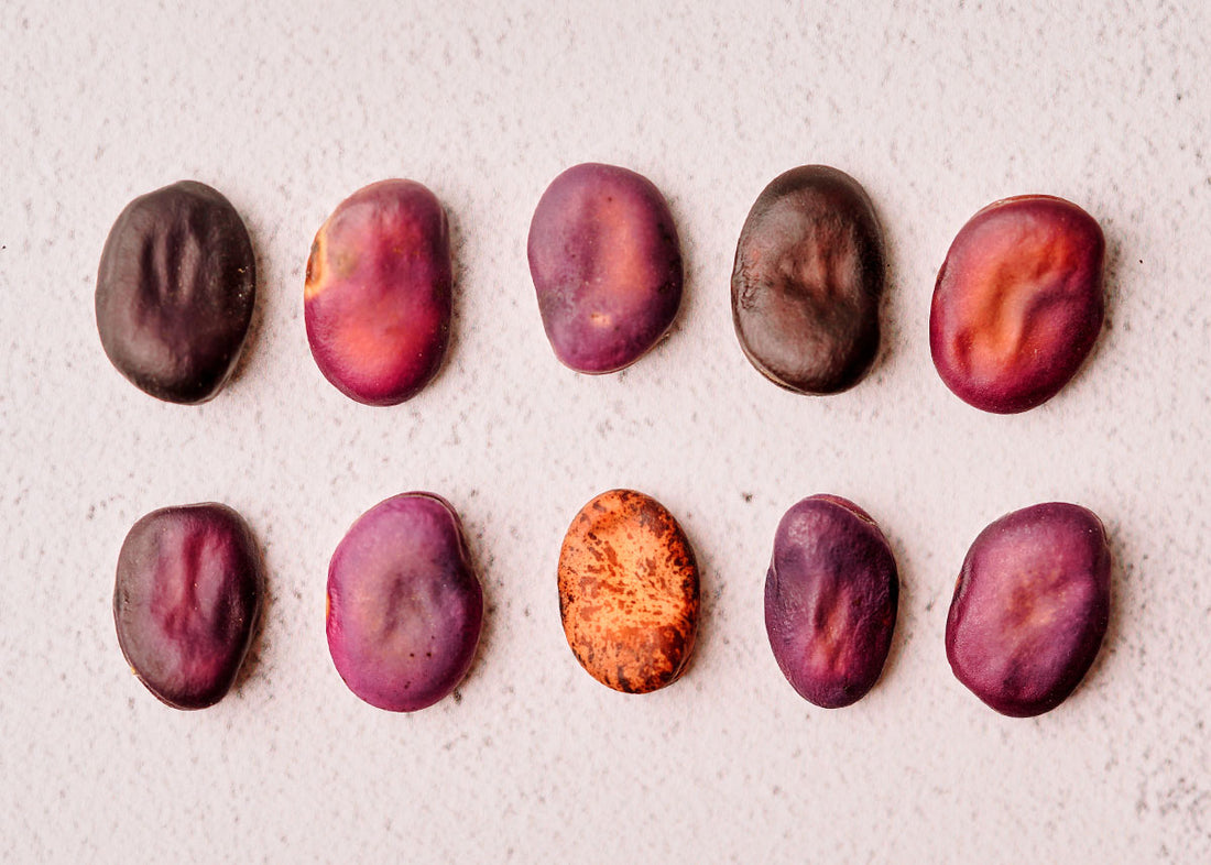 Bolivian Purple - Fava Bean Seeds