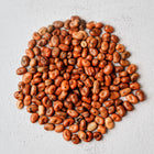 A pile of dried, reddish-brown Sweet Lorane fava bean seeds scattered on a textured light gray surface.