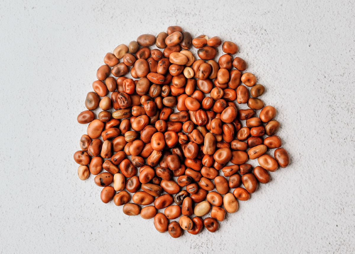 Sweet Lorane - Fava Bean Seeds – Bucktown Seed Company