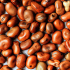 Close-up top-down view of dried, reddish-brown Sweet Lorane fava bean seeds scattered in a pile.