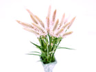 Bouquet of Flamingo Feather celosia with airy, blush-pink plumes in a vase against a white background.