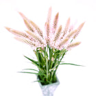 Bouquet of Flamingo Feather celosia with airy, blush-pink plumes in a vase against a white background.