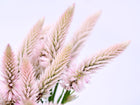 Flamingo Feather celosia with airy, light pink feathery plumes on long green stems against a white background.