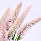 Flamingo Feather celosia with airy, light pink feathery plumes on long green stems against a white background.