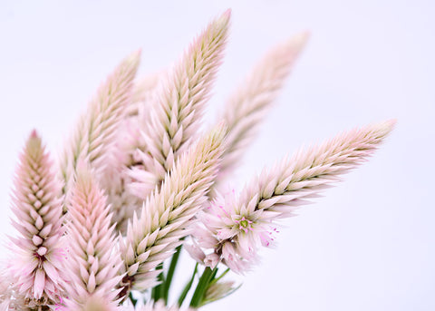 Flamingo Feather - Celosia Seeds