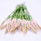 A bouquet of pale pink Flamingo Feather Celosia stems with feathery, tapered flower heads on a light textured background.