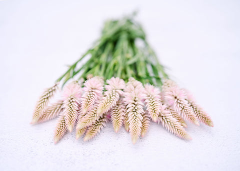 Flamingo Feather - Celosia Seeds