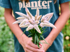Person holding a fresh bouquet of feathery, light pink Flamingo Feather celosia blooms.