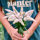 Person holding a fresh bouquet of feathery, light pink Flamingo Feather celosia blooms.