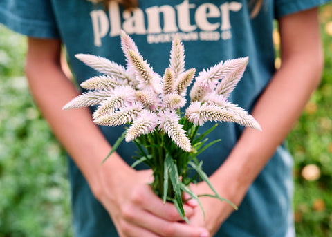Flamingo Feather - Celosia Seeds
