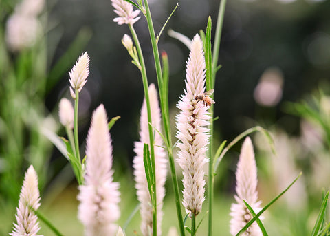 Flamingo Feather - Celosia Seeds