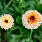 Two Flashback Mix calendula flowers with cream and apricot petals and maroon centers against green foliage.