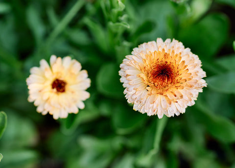 Flashback Mix - Calendula Seeds - Certified Naturally Grown (CNG)