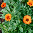 Flashback Mix calendula flowers in shades of orange and gold with green foliage in a garden bed.