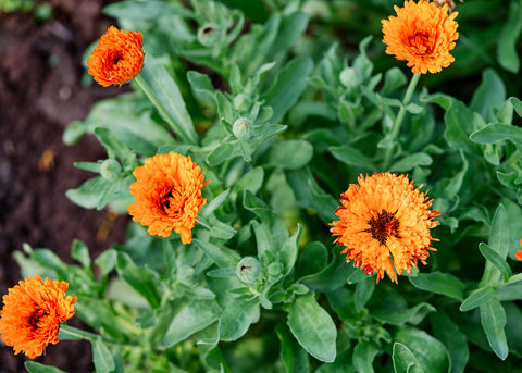 Flashback Mix - Calendula Seeds - Certified Naturally Grown (CNG)
