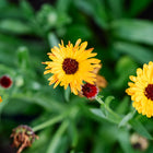 Flashback Mix calendula flowers with gold and apricot petals and maroon centers blooming among green foliage.