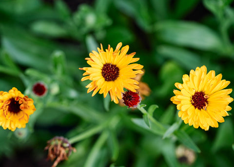 Flashback Mix - Calendula Seeds - Certified Naturally Grown (CNG)
