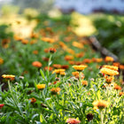 Flashback Mix calendula flowers blooming in gold, apricot, and peach shades in a sunlit garden row.