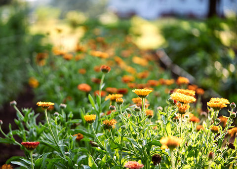 Flashback Mix - Calendula Seeds - Certified Naturally Grown (CNG)