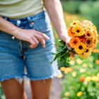 Person holding a fresh bouquet of gold, apricot, and peach Flashback Mix calendula flowers in a garden.