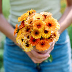 Person holding a fresh bouquet of golden, apricot, and peach Flashback Mix calendula flowers.