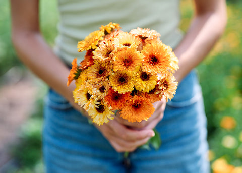 Flashback Mix - Calendula Seeds - Certified Naturally Grown (CNG)