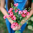 A person in blue overalls holding a fresh bouquet of vibrant red Scarlet Flax flowers.