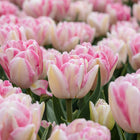 Field of blooming Foxtrot double early tulips with soft pink and white peony-like petals.