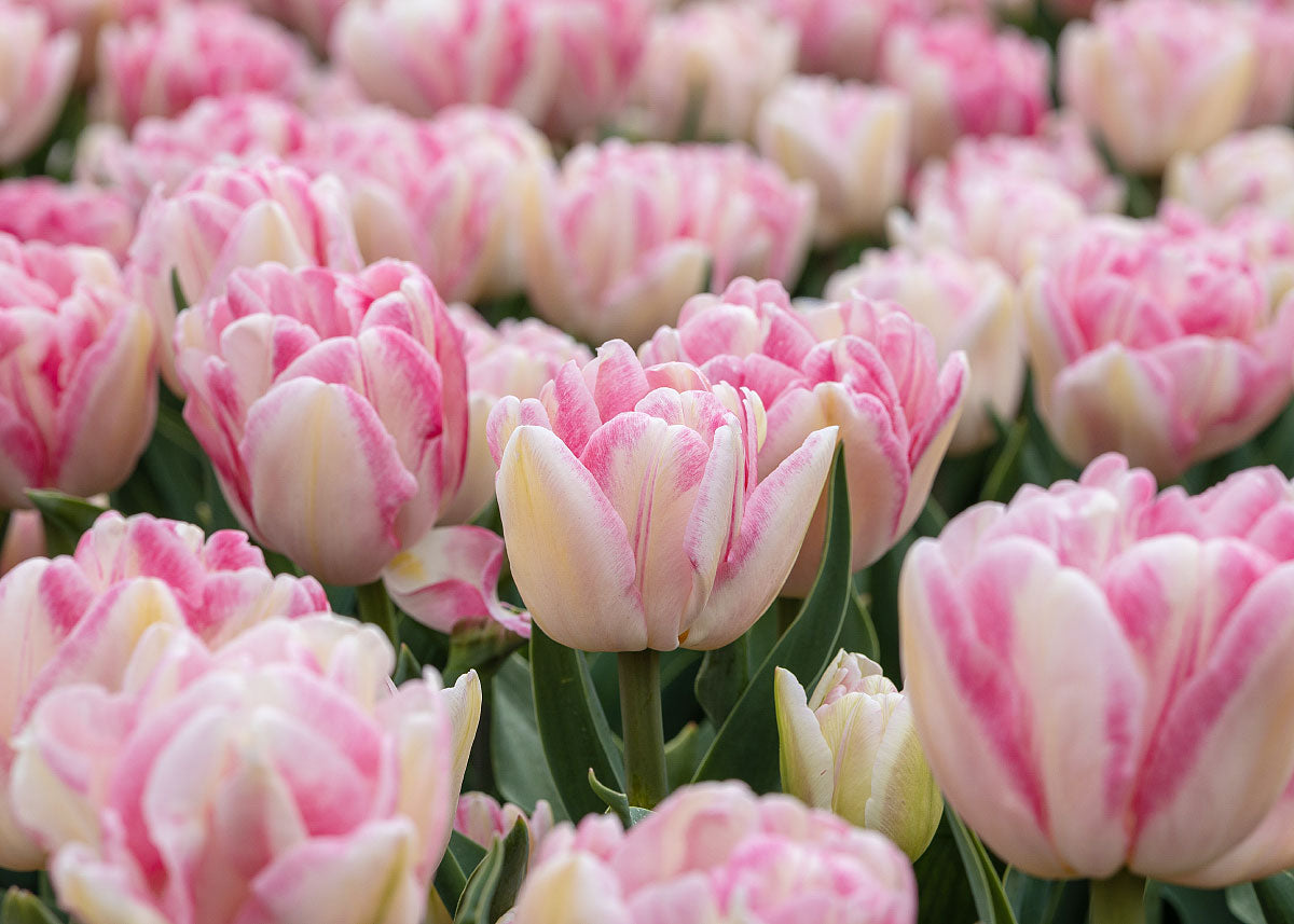 Foxtrot - Tulip Bulbs