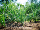 Clumps of vibrant green Garlic Chives growing in a garden bed with soft, natural sunlight.