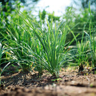 Clumps of vibrant green Garlic Chives growing in a garden bed with soft, natural sunlight.
