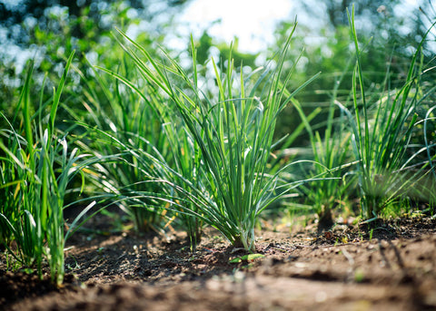 Garlic Chives Seeds - Organic