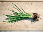 Garlic chives plant with long, flat green leaves and roots with soil, laid flat on a light wooden surface.