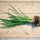 Garlic chives plant with long, flat green leaves and roots with soil, laid flat on a light wooden surface.