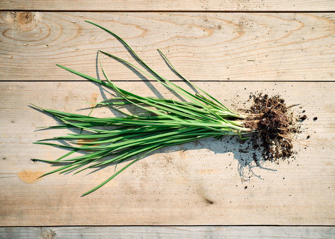 Garlic Chives Seeds - Organic