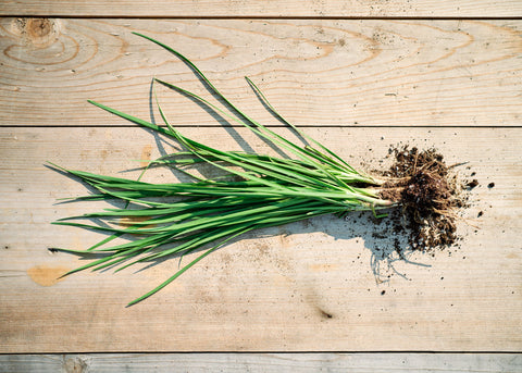 Garlic Chives Seeds - Organic