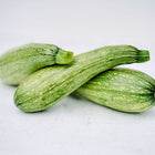 Three pale green Genovese zucchini with slight ribbing and speckled skin resting on a white surface.