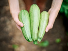 Hands holding three freshly harvested pale green Genovese zucchini with slight ribbing and speckled skin.