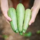 Hands holding three freshly harvested pale green Genovese zucchini with slight ribbing and speckled skin.