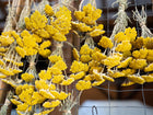 Bundles of bright yellow Gold Yarrow flowers hanging to dry on a wire garden grid.