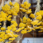Bundles of bright yellow Gold Yarrow flowers hanging to dry on a wire garden grid.