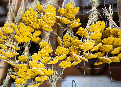 Gold - Yarrow Seeds