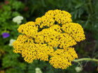 Flat-topped cluster of bright golden yellow Gold Yarrow flowers blooming against a blurred green garden background.